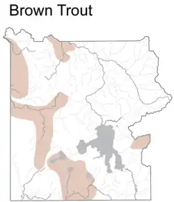 Brown trout