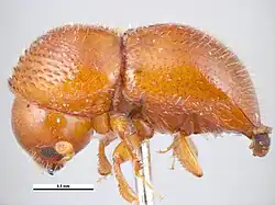 Xylosandrus morigerus