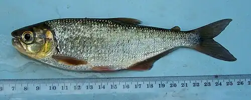 Brycon behreae