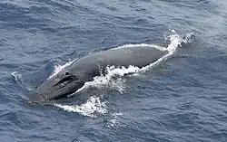 Bryde's whale