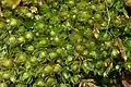 Bryum elegans
