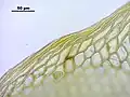 Cells