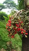 Fruit produced by the plant, with hue depending on ripeness.