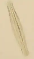 Cocoon