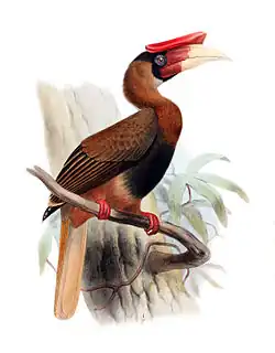 Subspecies B. h. mindanensis; illustration by Joseph Smit, 1881