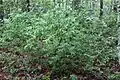 Shrubby growth habit