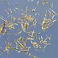 Seeds