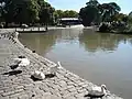 Regulars at the Parque Centenario lake