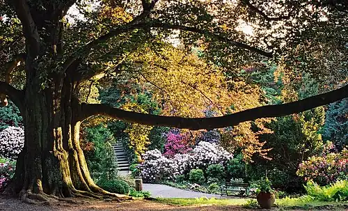 Fagus sylvatica f. purpurea