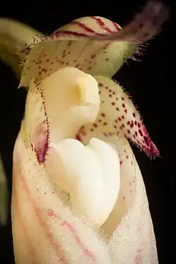 Closeup to flower