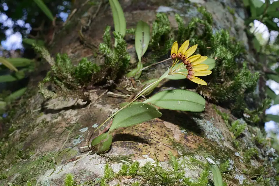 Plant growing epiphytically