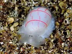 Bullina lineata
