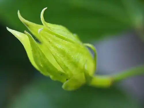 Fruit