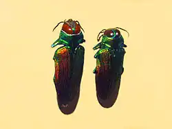 Belionota sumptuosa
