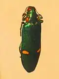 Megaloxantha bicolor from Java