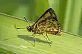 A. d. singa, male Sri Lanka