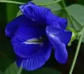 A less common "double-flowered" C. ternatea