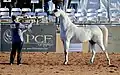 Halter championships