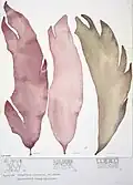 Plate 68 from Seaweeds of New Zealand (1994)