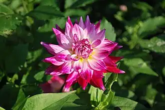 A flower in bloom.