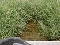 Cross Brook flowing through grasslands near its source