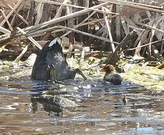Foraging