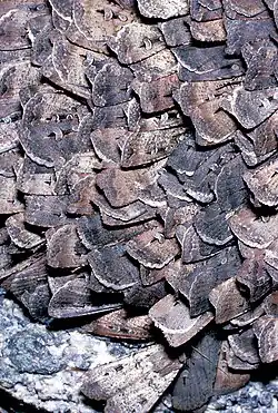 Gregarious aggregation of bogong moths during aestivation. Hundreds of moths can be seen densely huddled together so that only their wings are visible.