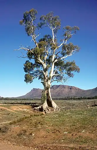 The Cazneaux Tree, near Wilpena Pound in Flinders Ranges National Park.