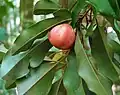 Ripe fruit.