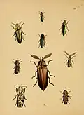 Campsosternus templetonii