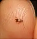 1st instar of Cariblatta lutea. Originally parents collected from Wake County or Granville County North Carolina.