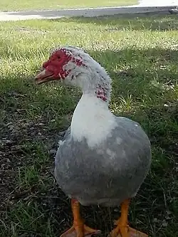 Lavender drake