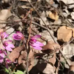 an example of this species, a pink flower