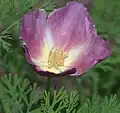 'Purple gleam' cultivar