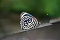 Pygas eighty-eight, (C. pygas) Iguazu Falls, Brazil