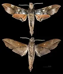 Callionima inuus