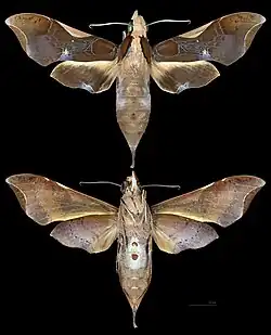 Callionima nomius