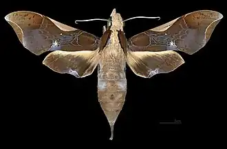 Female dorsal