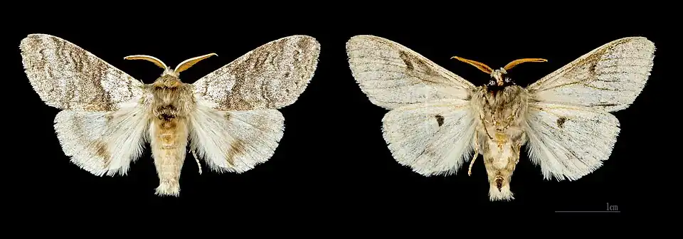 Mounted male
