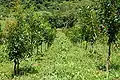 Calophyllum brasiliense plantation