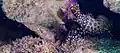 Saron marmoratus, Philippines