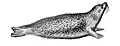 Common seal