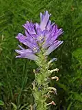 Inflorescence of Campanula spicata