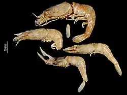 Campylonotus vagans