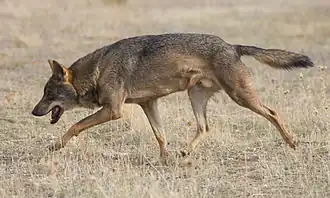 Gray wolf (Canis lupus)