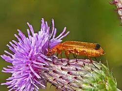 R. fulva. Side view