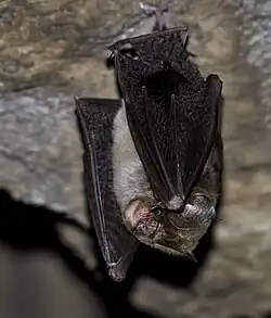 Brown bat