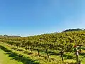 Vineyards at Cape Mentelle