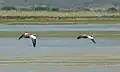 Pair in flight showing the extensive white wing patches and iridescent green speculum; Hopefield, Western Cape, South Africa