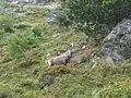 Capra ibex